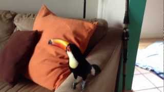 How to Keep Your Toucan Entertained in the House