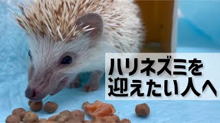 ハリネズミを飼ってから知った3つのこと。想像と現実には\