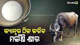 କ୍ୟାନ୍ସର୍ ବିରୋଧରେ ମଇଁଷି କ୍ଷୀର ମୃତ୍ୟୁ ସଞ୍ଜିବନୀ, ଚିଲିକା କୂଳରେ ଘାସ ଖାଉଥିବା ମଇଁଷିଙ୍କ କ୍ଷୀର ଉପକାରୀ