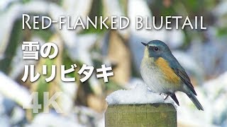 野鳥撮影・ 野鳥動画・雪とルリビタキのコラボレーション