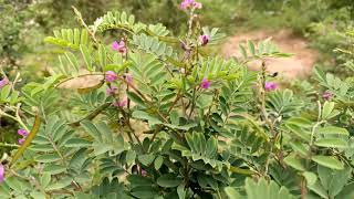 Wild Indigo | Tephrosia purpurea