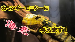 我が家のカミンギーモニター にエビを与えてみました