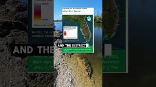 The DEP is suing against Manatees #florida #manatees #dep