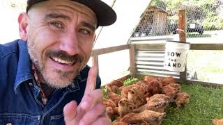 🛑 LIVE Morning feeding 30 chickens moving coops 🐓