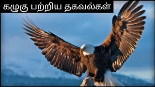 கழுகு பற்றிய தகவல்கள் | TAMIL  REPOSITORY