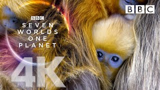 Seven Worlds, One Planet: Extended Trailer (ft Sia and Hans Zimmer) - BBC Earth