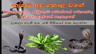 නායාට අඳු කොල වගේ අහල තිබුනට දැකලා නැහැනේ asidisi media unit