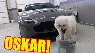 Meet my new Puppy and the Aston Martin V12 Vantage