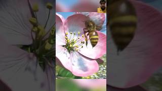 How Bees Get Drunk With Fermented Nectar 😱 #shortsviral #shorts