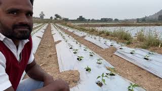 Soil charger tech. भाजिपाला पिकातील मर थांबविण्याची रामबाण पद्धती , SCT शेड्यूल..श्री.रविंद्र अहिरे