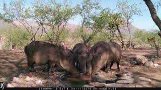 Collared Peccary