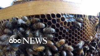Killer Bees Swarm California Town