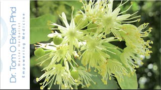 Linden Blossom health benefits