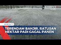 Gagal Panen Sawah Terendam Banjir, Petani di Grobogan Rugi Rp2,8 Miliar