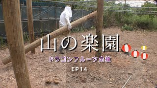 【山の楽園 Ep14】ドラゴンフルーツ/ピタヤ露地植え～支柱を活用した仕立て方