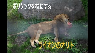 【旭山動物園】ライオンのオリト、ポリタンクを枕にくつろぐ。2022.6.13