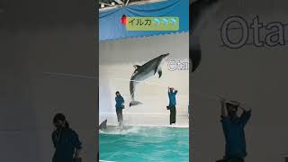 イルカショー🐬　【おたる水族館1】