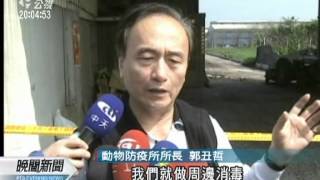 20120304-公視晚間新聞-驚傳高病原禽流感 撲殺六萬隻雞.mpg