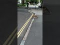 fox battles it out with rat on london street