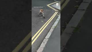 Fox battles it out with rat on London street
