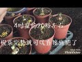 孤挺花－種花好簡單