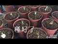 孤挺花－種花好簡單