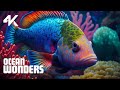 Rare Deep Sea Creatures In 4K | Animals Zootube