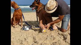 How to keep your dog safe at the beach