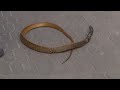 miracle rescue saving a severely injured rat snake entangled in a net emotional wildlife rescue