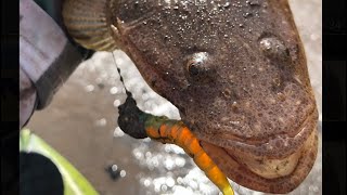 Flathead fishing on mud banks - Whilst getting devoured by Mosquitoes !!