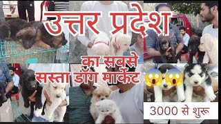 Exploring the Cheapest Dog Market in moradabad ! dog market  ! dogexpress @Crazypartner2