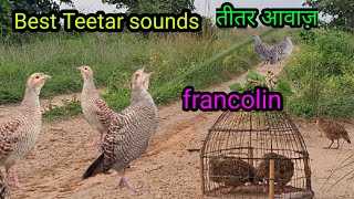 kamuru sound |francolin calling hunting | teetar ka awaaj | pheasant sound | partridge calling