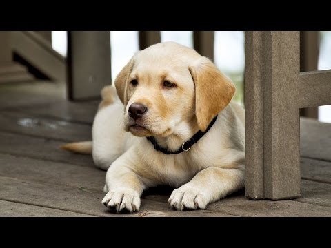 How to Treat Puppy Diarrhea | Puppy Care How to Treat Puppy Diarrhea | Puppy Care