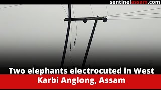 Two elephants electrocuted in West Karbi Anglong, Assam