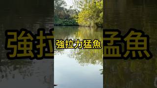 2024路亞釣魚強拉力猛魚鯰魚土虱.推薦熱門流量頂流fyp.釣後放生愛惜生命.隨釣隨放生生不息.留影不留魚一律車下水.路亞假餌新手.路亞搞笑爆笑.水滴輪小烏龜.水上高爾夫.路亞曲腰翹嘴