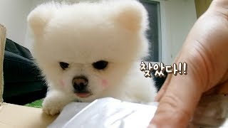 (광고) [ENG SUB]입이 파르르 떨리는 강아지 습식사료 먹방