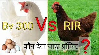 V30, bv 300, bv 380 chicken, rir murgi farm, black australorp chickens, gramapriya chicken breed |