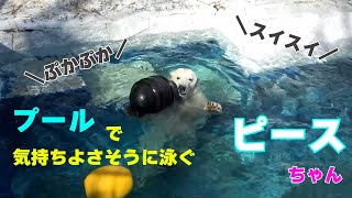 【愛媛県とべ動物園】プールで気持ちよさそうに泳ぐしろくまピースちゃん🐻‍❄️