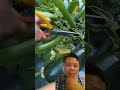 Thu hoạch nông sản organic #farming #farmer #agriculture