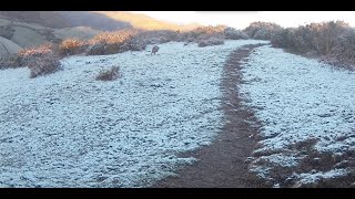 El Lobo vuelve, tranquilo parece querer expresar algo, también gran Verraco  y Corzo