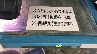 うなぎ　鰻　3年2ヶ月絶食中