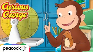 George's Tiny Hamster Playground | CURIOUS GEORGE