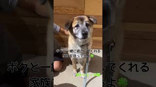 イベントのお礼  :  里親募集中のワンコ #Shorts #保護犬 #里親募集  #里親 #殺処分 #ワンコ #犬 #雑種 #譲渡 #動物愛護 #保護 #かわいい #dog