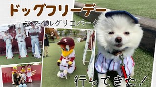 【ポメラニアン】愛犬と野球観戦してきた！！！