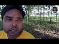 ইউক্যালিপটাস গাছের হালচাল উপকারিতা অপকারিতা report on eucalyptus trees salehin lablu 8