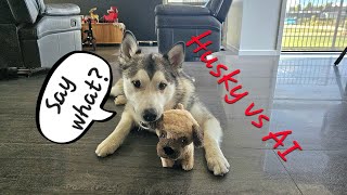 Stella Alaskan malamute Husky VS robot Dog