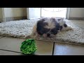 omg two brother shih tzu puppies play so cute