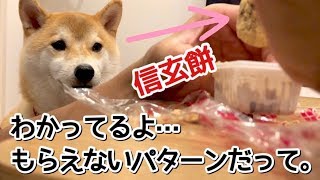 柴犬こてつ君に見守られながらいただく初めての桔梗信玄餅！