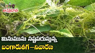 మినుములో బంగారుతీగ  | Cuscuta Parasite Damage in Blackgram