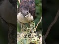 How to eat caterpillars? Learn from Jacobin cuckoo, watch in TrulyWild channel #rare #trending #wild